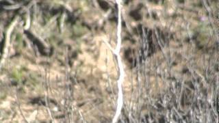 Negrillo (Carduelis atrata) COMPORTAMIENTO Y VOCES