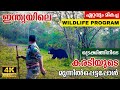 Periyar Tiger Trail - India's Best Wildlife Program | മനുഷ്യസ്പർശമേൽക്കാത്ത വനാന്തരങ്ങളിലൂടെ |4K UHD