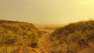 Sleep Sounds | Nine Hours of Real Ocean Sounds from Cape Cod