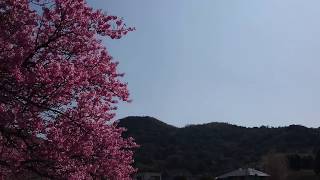 ウェザーリポート動画0320【春の空】@山口防府