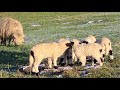 cute valais blacknose lambs enjoy the sunny winter day