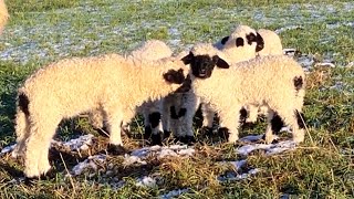 Cute Valais Blacknose Lambs enjoy the sunny winter day