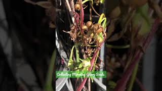 Morning Glory pods dropping seeds!