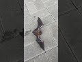 bat in the city 🦇 街のコウモリ