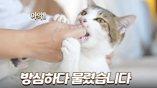 드디어 코뽀뽀 성공한 연상연하 고양이들 (이 영상을 오대오가 싫어합니다)