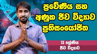 ජීව විද්‍යාව - ප්‍රවේණිය සහ අණුක ජීව විද්‍යාව ප්‍රතිසංයෝජිත | 13 ශ්‍රේණිය - Bio | Grade 13 Epi 04