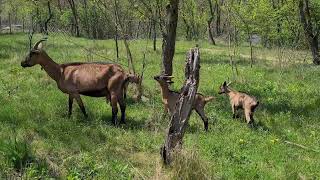 Caprita cu trei iedute- capra alpina franceza ,o capra de excepție..