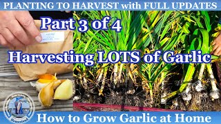 How to Grow LOTS of Garlic at Home - Harvesting Garlic - Part 3 of 4