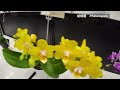 2025 japan grand prix international orchid and flower show 2025【orchid】