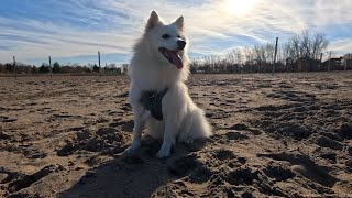 A Happy Day for a Japanese Spitz!❤️🍁