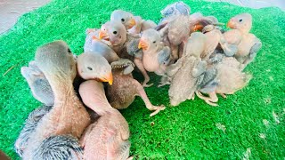 កូនសេកសក ខ្មែរ 🦜 ដើមរដូវ 🥰😍