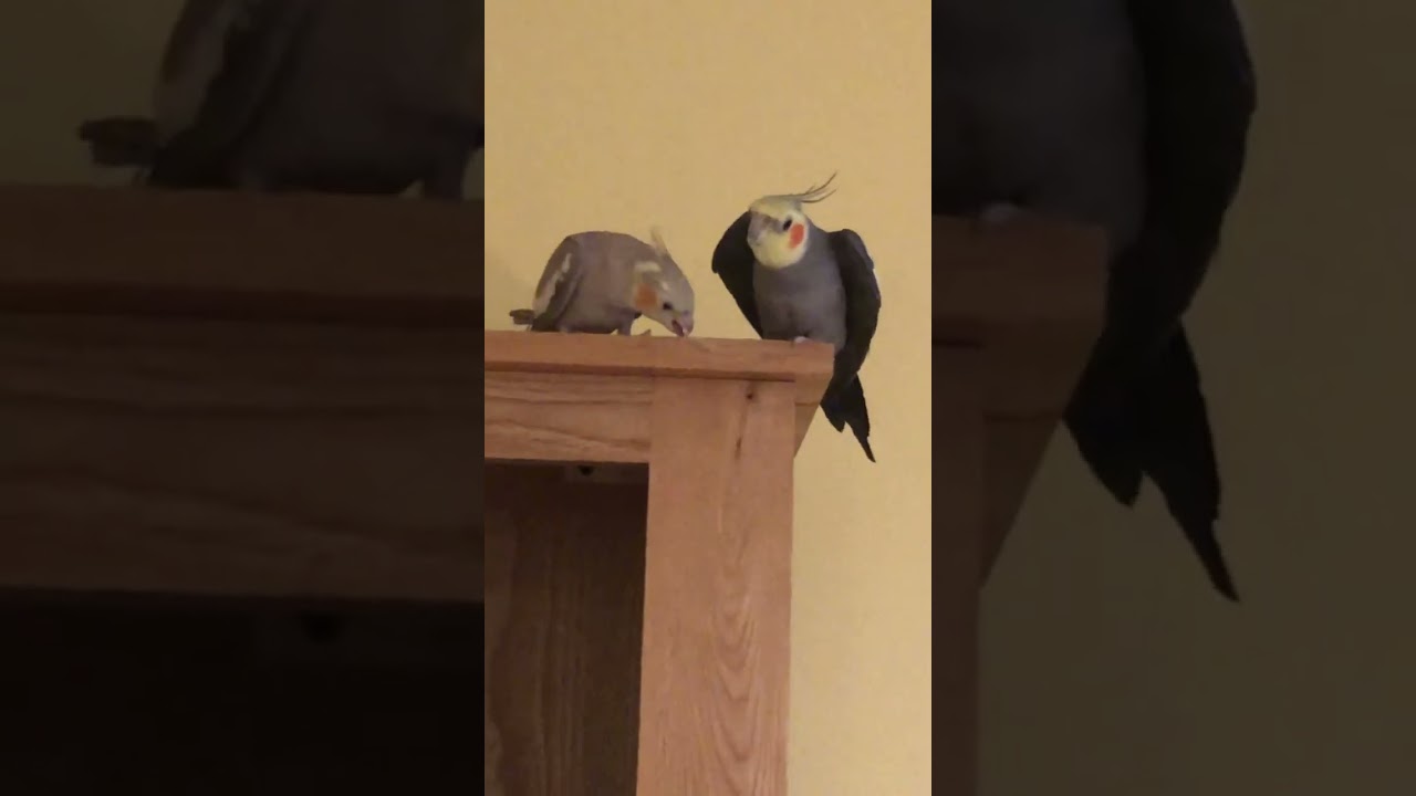 Happy Cockatiel Singing Cockatiel Heart Youtube