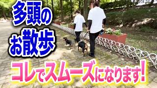 【犬しつけ】多頭で散歩に行く時はコレを気をつけてください【ドッグトレーナー解説】