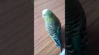 Godfather song @ Gulzar channiwala cute parrot reaction 😍