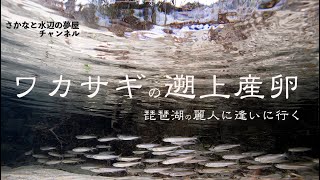 琵琶湖の麗人に 逢いに行く・・・ワカサギの遡上産卵を見届ける。