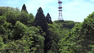 京都市左京区杉峠のウスバシロチョウ