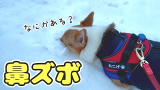 コーギーが雪に夢中で進みません！