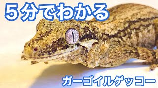 Japanese gargoyle gecko