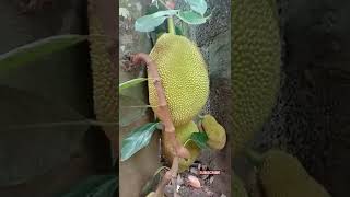 Jackfruit-വരിക്കച്ചക്ക💚-41