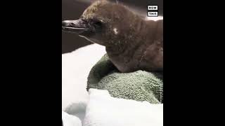 Same-Sex Penguin Couple Cares for Foster Chick #Shorts