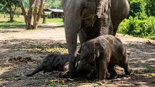 Wait For It: Protective Mom Elephant Gently Breaks Up Cute Baby Playfight!