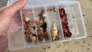 Imogen goes micro shelling! Finding tiny seashells at low tide, found a rare wentletrap straight up!