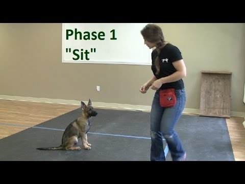 How to Train a Dog to How to Train a Dog to