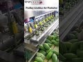 automatic fruit peeling machine for factories fast and efficient