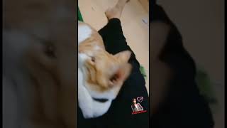 WASPADALAH Jika Kucing Lucu Tingkahnya Seperti Ini Suka Ndusel 😄 Kittens Funny