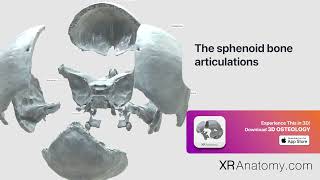 The sphenoid bone articulations of sphenoid bone