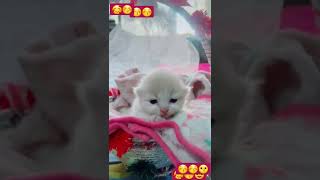 candy kitten in basket#pet #cats #adorable #newborn#love #animal #fur #updated #blueeyes#pinknose