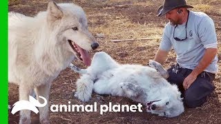 "Big Bad Wolf" Finds Love At Lockwood Animal Rescue | Wolves and Warriors