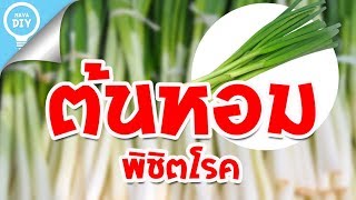 Nava DIY | ต้นหอม พิชิตโรค..!!  กับ10 สรรพคุณที่ไม่เคยรู้