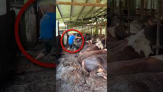 Man Caring For Cows With Love Shortsvideo