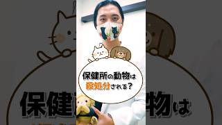 【保護猫】あなたは動物の殺処分について知っていますか？