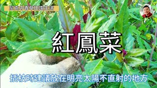 爸爸的紅鳳菜 + 花蓮原住民野菜