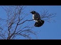 Two hooded crows on a tree