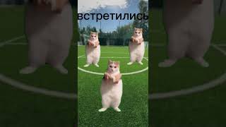 Пов как мы играем с друзьями в футбол #2025 #мемныекоты #приколы #shorts #рекомендации