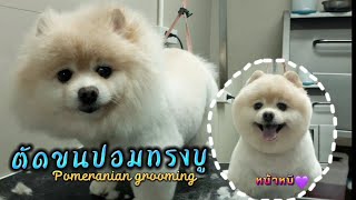 ตัดขนปอมเมอเรเนียน ทรงบู หน้าหมี Pomeranian dog grooming