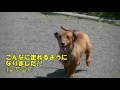 犬に「鍼治療 」ミニチュアダックスのヘルニアが手術無しで奇跡の復活