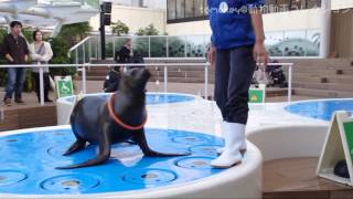 20131107【学習したカリたん@サンシャイン水族館】