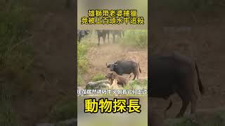 雄獅帶老婆捕獵,竟被上百頭水牛追殺#動物世界 #獅子