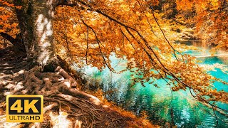 11 HRS Incredible Fall Foliage - Best 4K Autumn Nature Scenes from Around the World + Calming Music