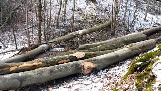 Skidder ORVEX LT 100 ťažba dreva Working in forest 🇸🇰