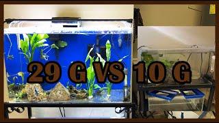 DON'T BUY 10 Gallon Tank! Get a 29 gallon!