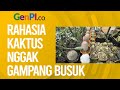 Kaktus di Dalam Rumah Mudah Busuk, Begini Cara Merawat Yang Benar | Tips