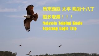 馬來西亞 太平-呱拉十八丁看老鷹 Malaysia Taiping- Kuala Sepetang Eagle Trip