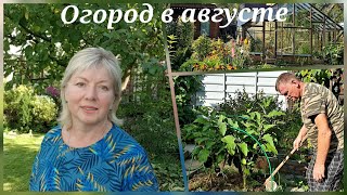 Огород в августе.Подкормка после сбора урожая.Картошку так никто не сажает.Урожай удивил)