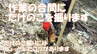 【筍】作業の合間にたけのこを掘ります