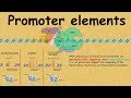 promoter elements : Regulation of gene expression